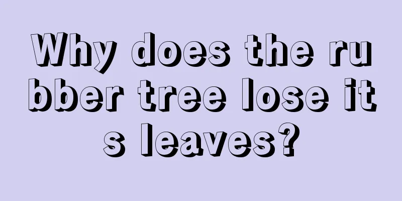 Why does the rubber tree lose its leaves?