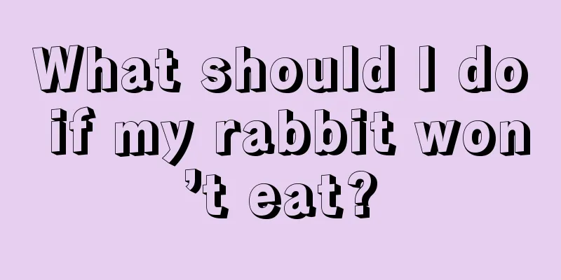 What should I do if my rabbit won’t eat?