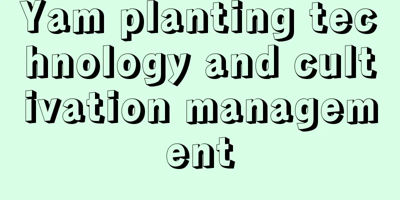 Yam planting technology and cultivation management