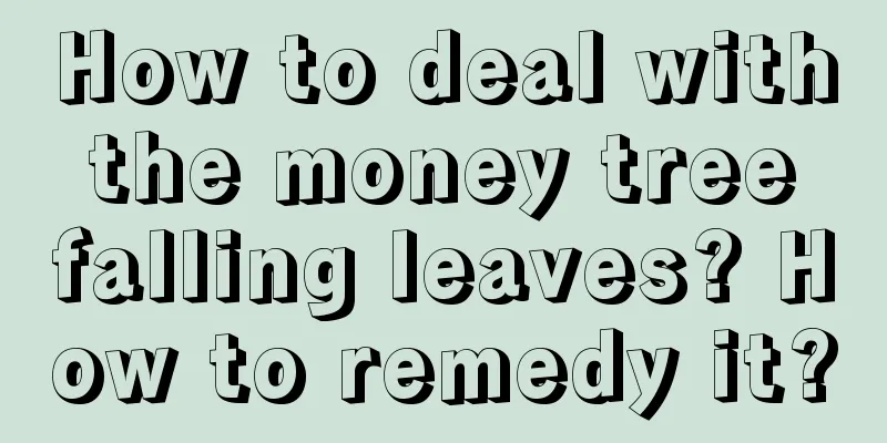 How to deal with the money tree falling leaves? How to remedy it?