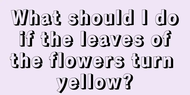 What should I do if the leaves of the flowers turn yellow?