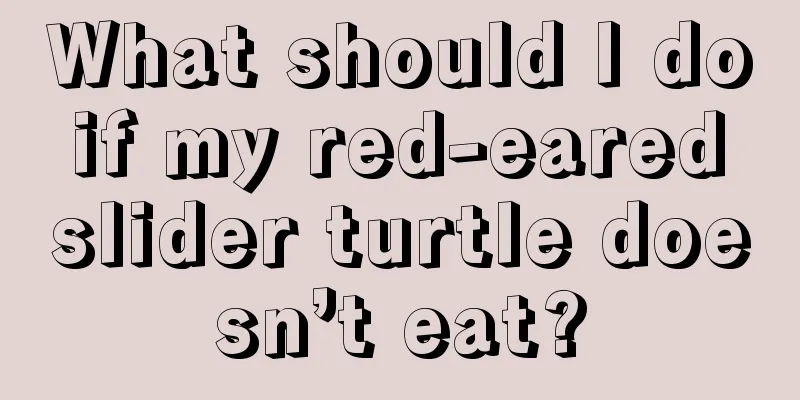 What should I do if my red-eared slider turtle doesn’t eat?