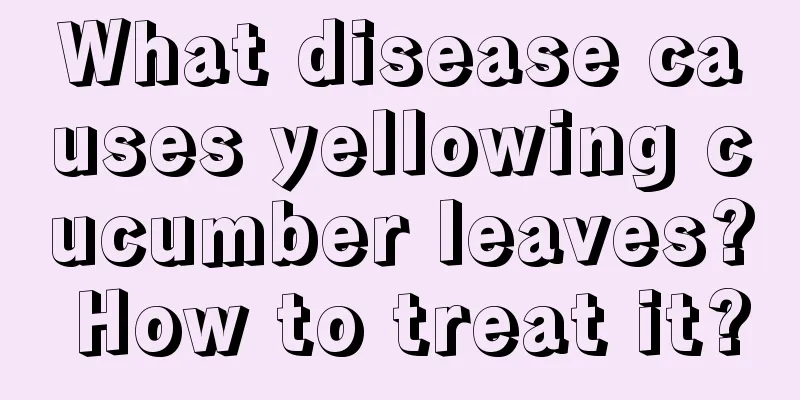 What disease causes yellowing cucumber leaves? How to treat it?