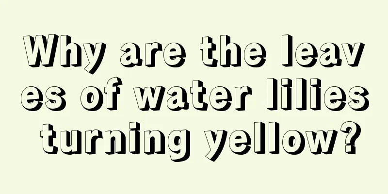 Why are the leaves of water lilies turning yellow?