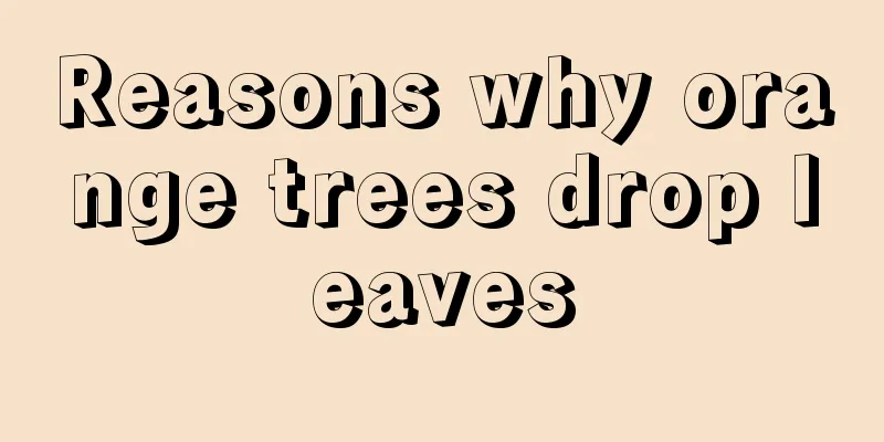 Reasons why orange trees drop leaves