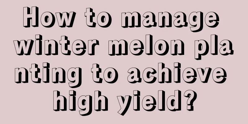 How to manage winter melon planting to achieve high yield?