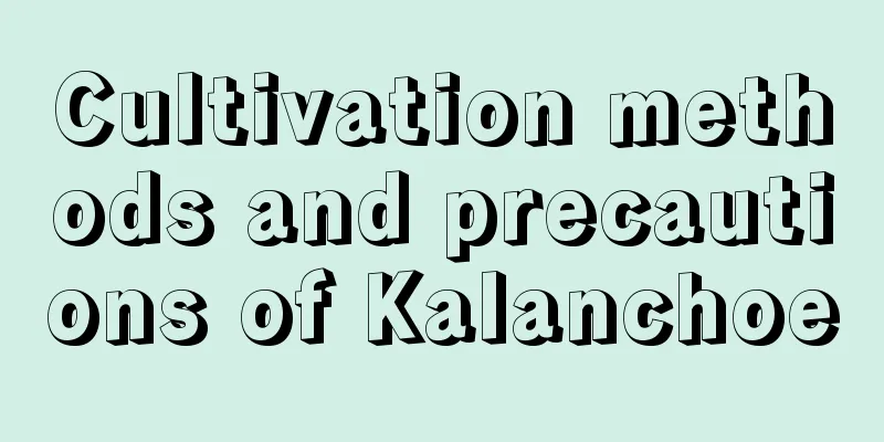 Cultivation methods and precautions of Kalanchoe