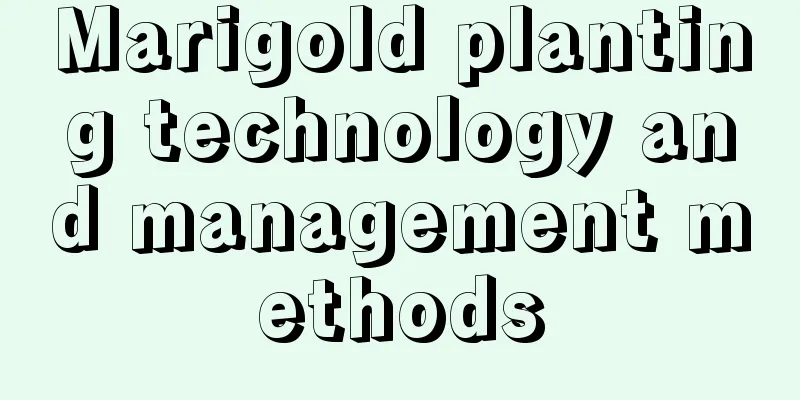 Marigold planting technology and management methods