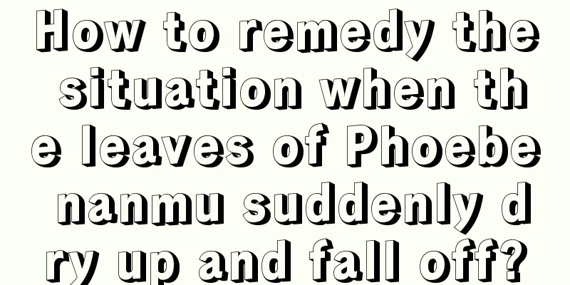 How to remedy the situation when the leaves of Phoebe nanmu suddenly dry up and fall off?