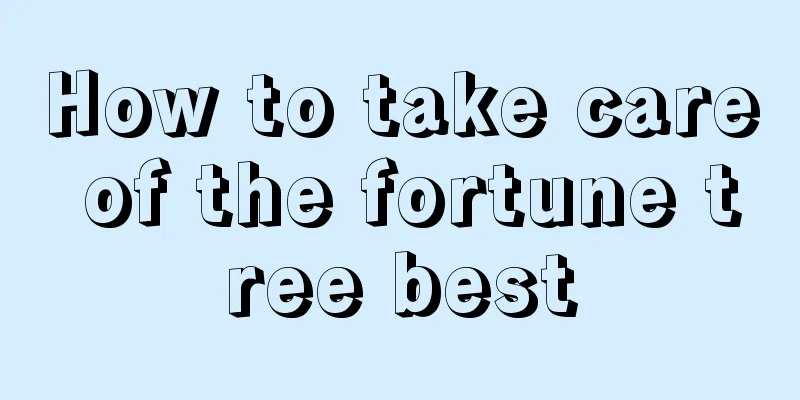 How to take care of the fortune tree best