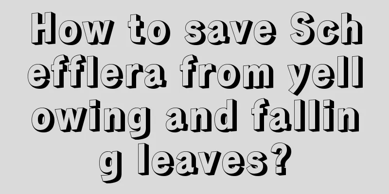 How to save Schefflera from yellowing and falling leaves?