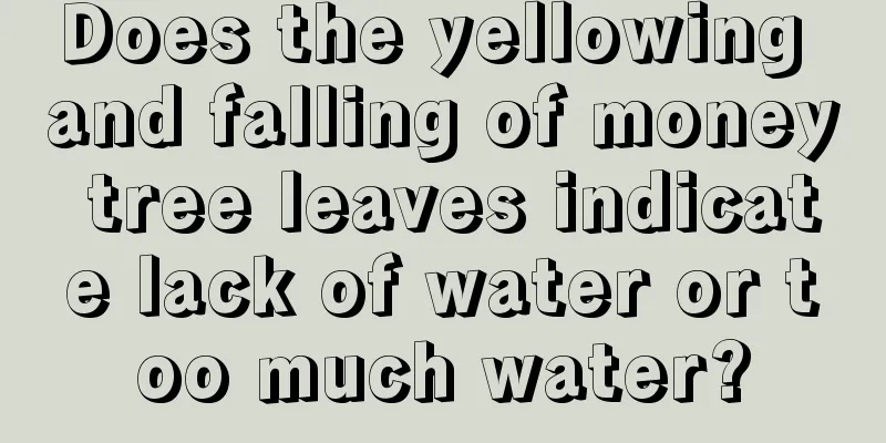 Does the yellowing and falling of money tree leaves indicate lack of water or too much water?