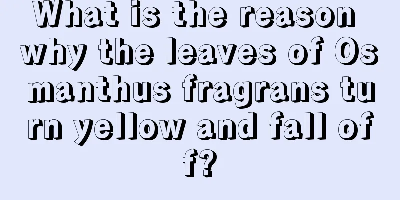 What is the reason why the leaves of Osmanthus fragrans turn yellow and fall off?