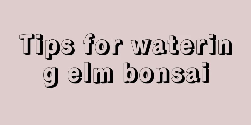 Tips for watering elm bonsai