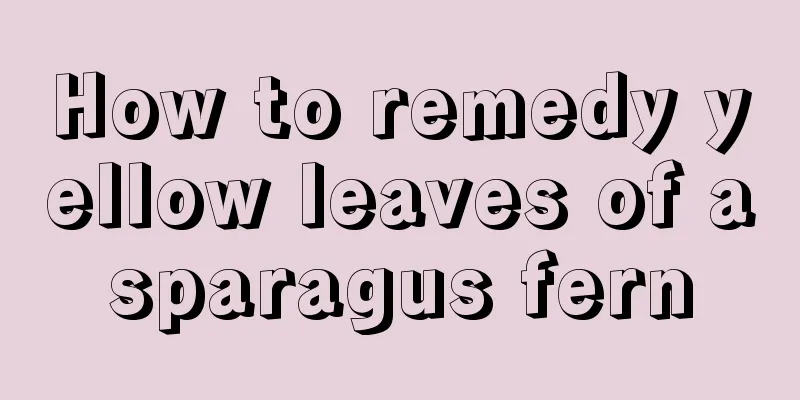 How to remedy yellow leaves of asparagus fern