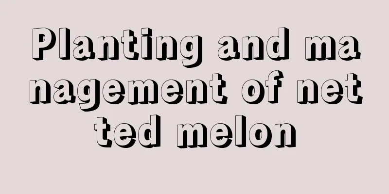 Planting and management of netted melon