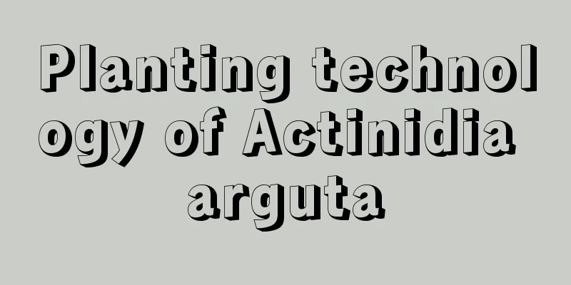 Planting technology of Actinidia arguta