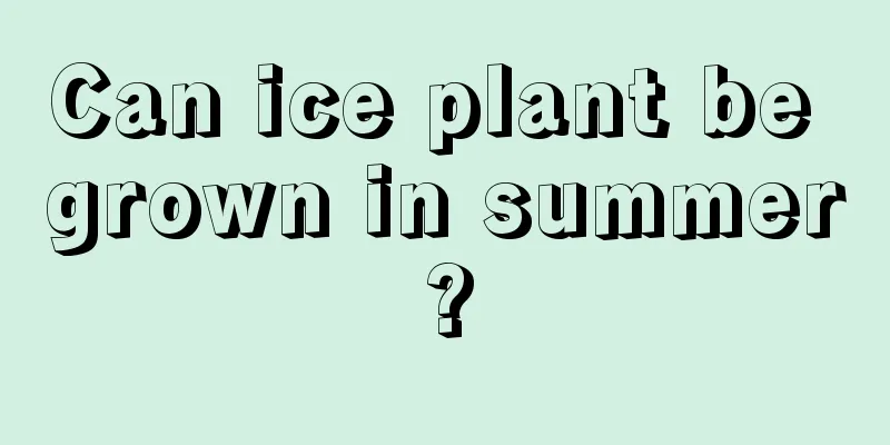 Can ice plant be grown in summer?