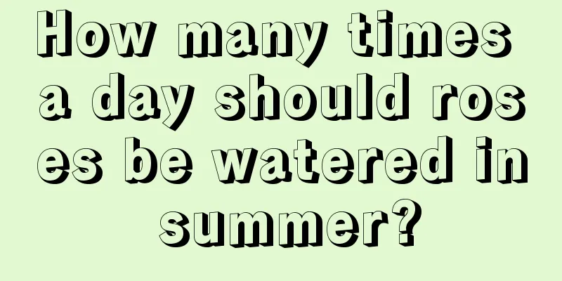 How many times a day should roses be watered in summer?