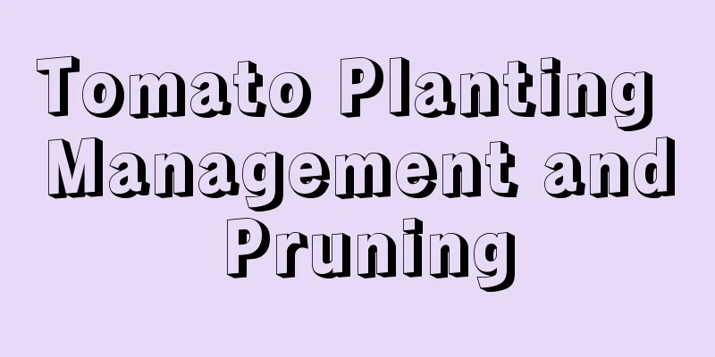 Tomato Planting Management and Pruning