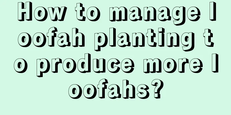 How to manage loofah planting to produce more loofahs?