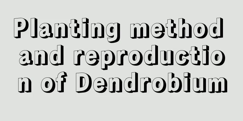 Planting method and reproduction of Dendrobium