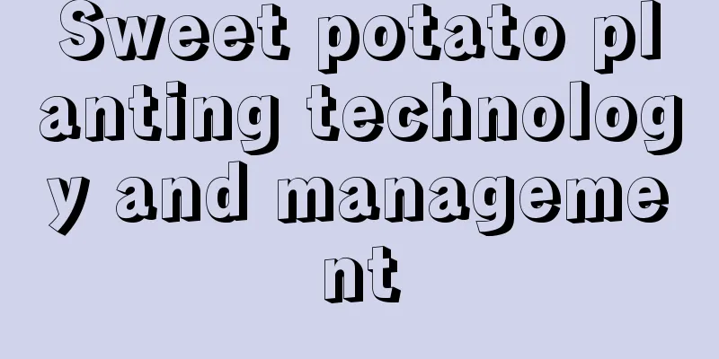 Sweet potato planting technology and management