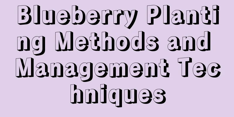 Blueberry Planting Methods and Management Techniques