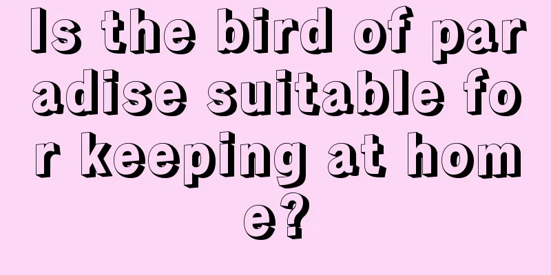 Is the bird of paradise suitable for keeping at home?