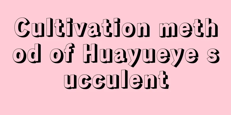 Cultivation method of Huayueye succulent