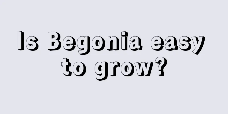 Is Begonia easy to grow?