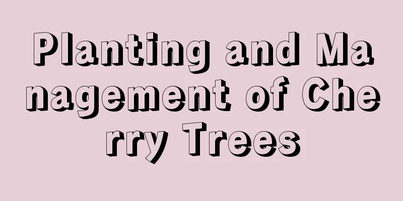 Planting and Management of Cherry Trees