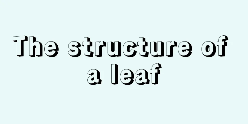 The structure of a leaf