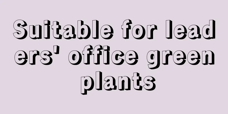 Suitable for leaders' office green plants