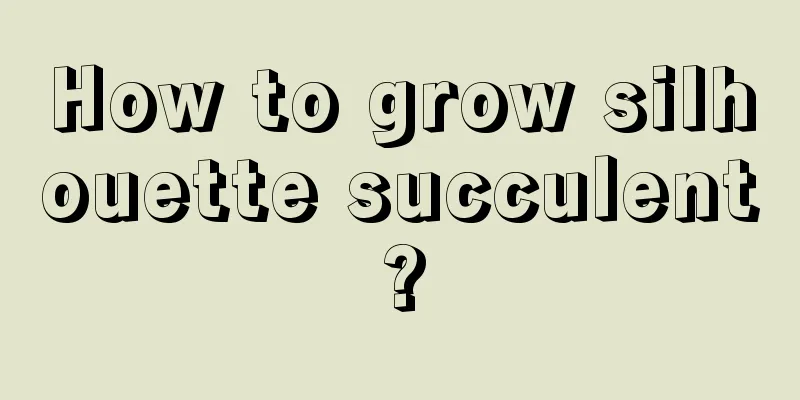 How to grow silhouette succulent?