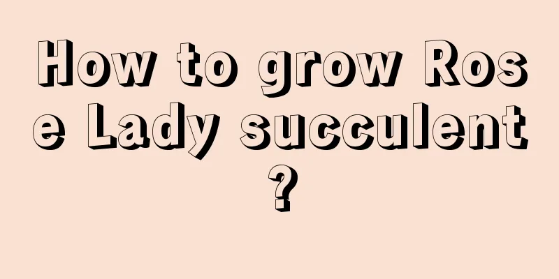 How to grow Rose Lady succulent?