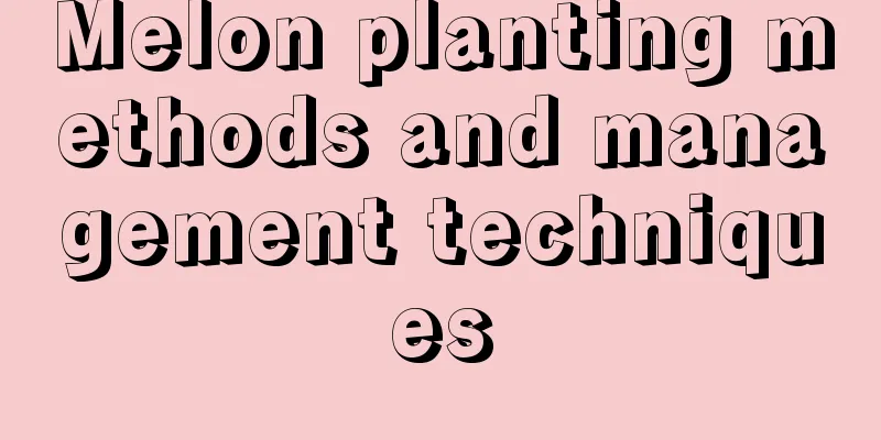 Melon planting methods and management techniques