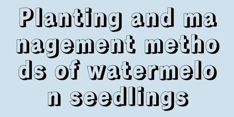 Planting and management methods of watermelon seedlings