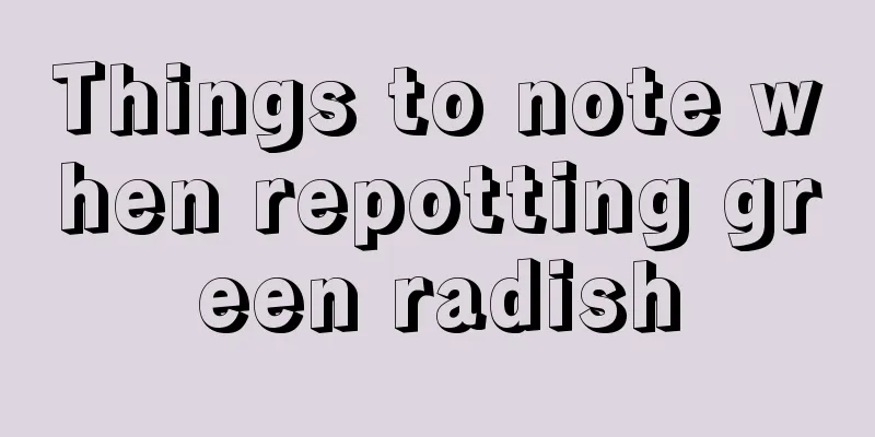 Things to note when repotting green radish