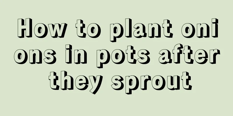 How to plant onions in pots after they sprout