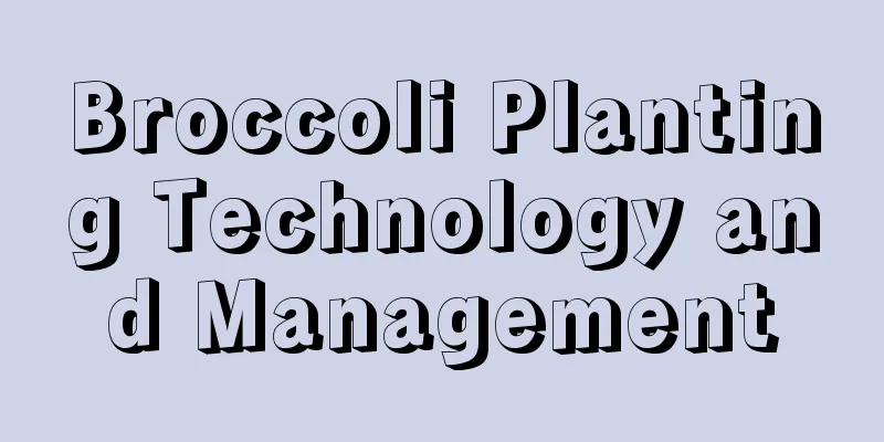 Broccoli Planting Technology and Management