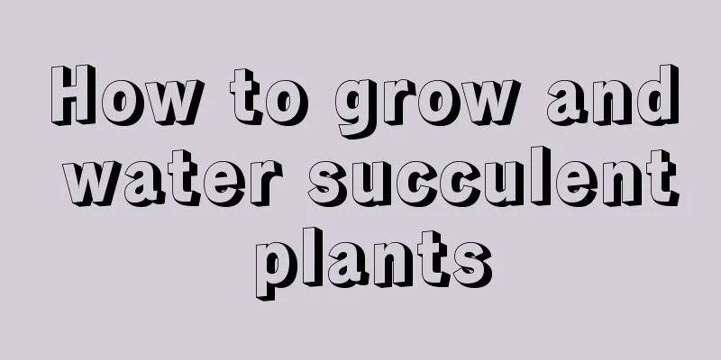 How to grow and water succulent plants