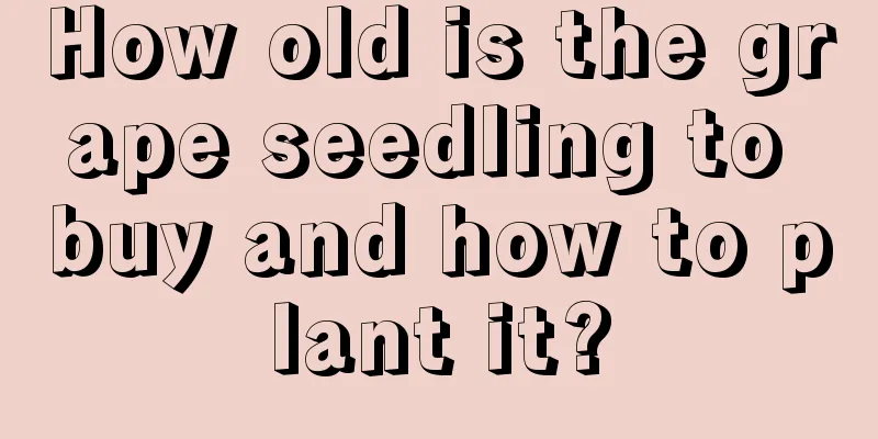 How old is the grape seedling to buy and how to plant it?