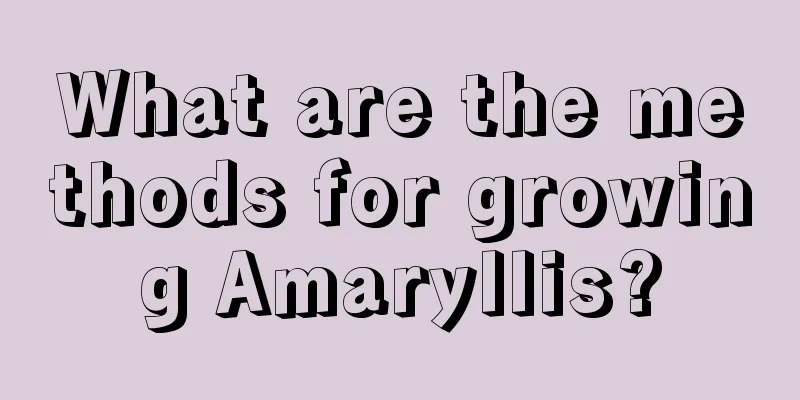 What are the methods for growing Amaryllis?