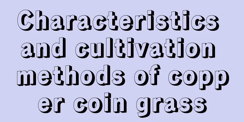 Characteristics and cultivation methods of copper coin grass