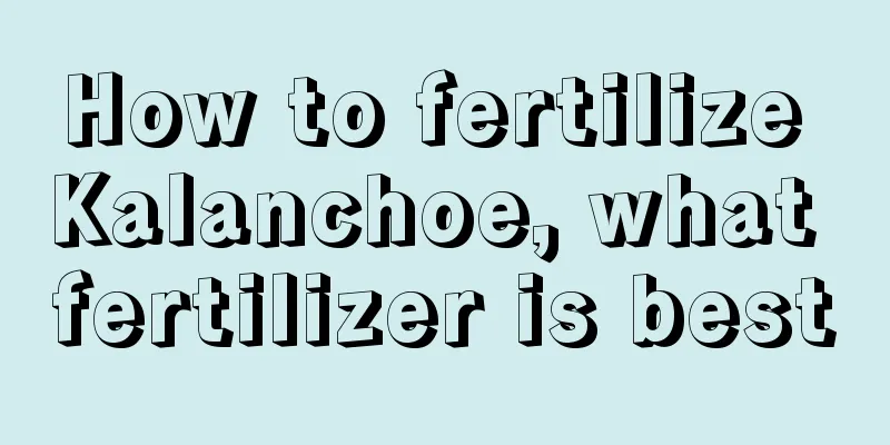 How to fertilize Kalanchoe, what fertilizer is best