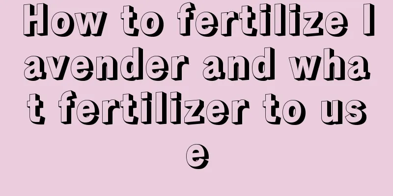 How to fertilize lavender and what fertilizer to use