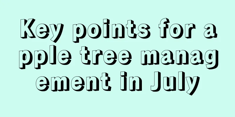 Key points for apple tree management in July