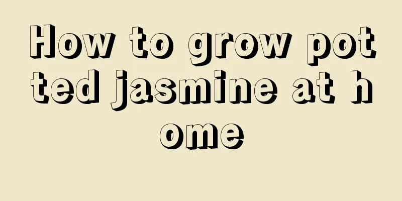 How to grow potted jasmine at home