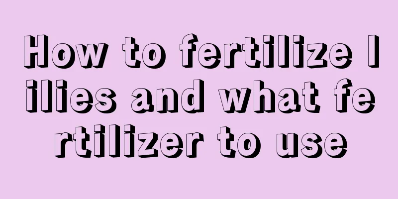 How to fertilize lilies and what fertilizer to use